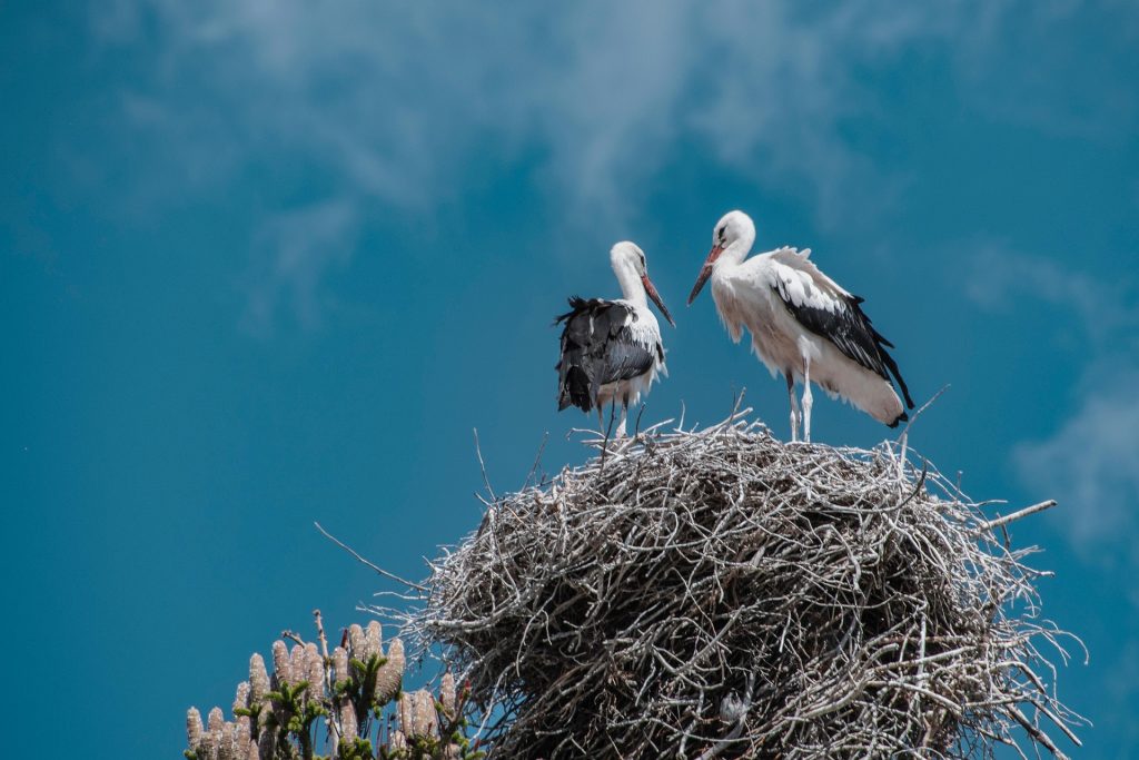 bird lives in nest